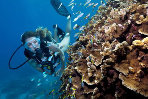 Great Barrier Reef Diving And Snorkeling Cruise From Cairns - Accommodation NT 1