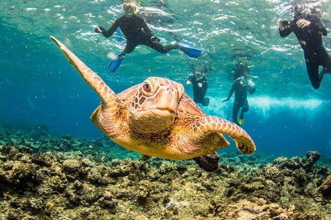 Great Barrier Reef Diving And Snorkeling Cruise From Cairns - Accommodation NT 3