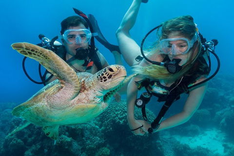Great Barrier Reef Diving And Snorkeling Cruise From Cairns - Accommodation NT 4