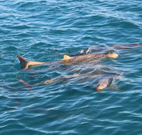 Roebuck Bay Snubfin Dolphin Cruise - Accommodation NT