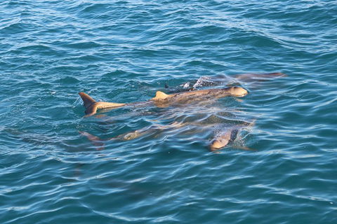 Roebuck Bay Snubfin Dolphin Cruise - Accommodation NT 0