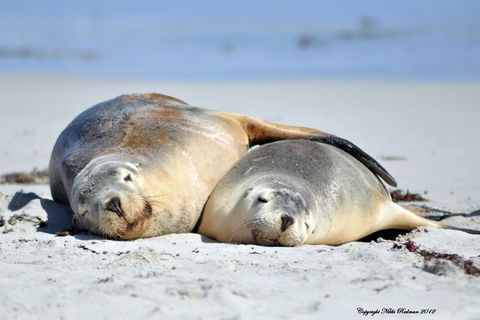 NEW TOUR - Kangaroo Island Road To Recovery Tour (1 Day/1 Night) - Accommodation NT 1