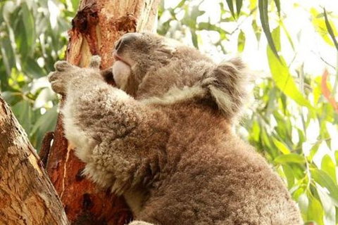 Small-Group Phillip Island Day Trip From Melbourne - Accommodation NT 0