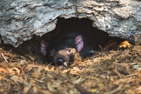 Small-Group Phillip Island Day Trip From Melbourne - Accommodation NT 1