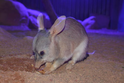 Kuranda Wildlife Experience Three Attraction Pass - Accommodation NT 0
