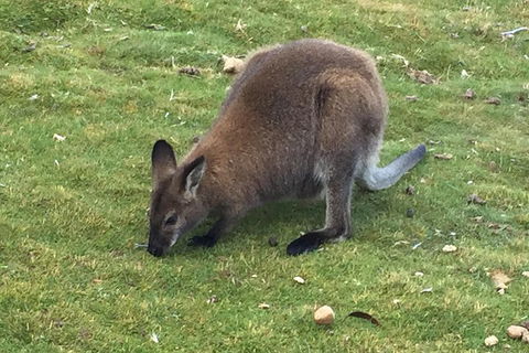 Cradle Mountain Day Tour From Launceston Including Lunch - Accommodation NT 5