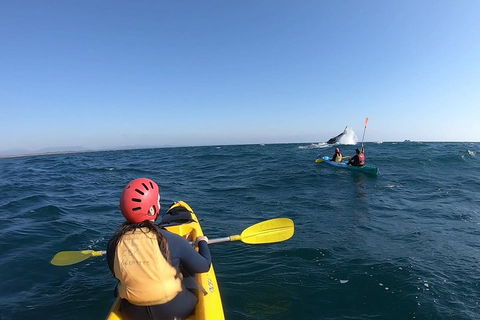 Kayaking With Dolphins In Byron Bay Guided Tour - Accommodation NT 3