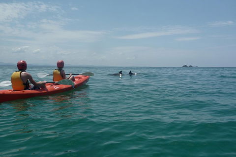 Kayaking With Dolphins In Byron Bay Guided Tour - Accommodation NT 4
