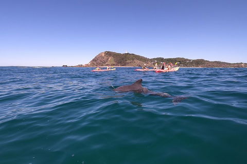 Kayaking With Dolphins In Byron Bay Guided Tour - Accommodation NT 5