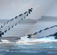 Hervey Bay Whale Watching Cruise - Accommodation NT