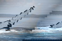 Book Viator Accommodation Vacations Accommodation NT Accommodation NT