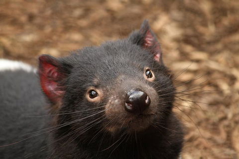 Day Tour In Mt. Field, Mt. Wellington, Bonorong Wildlife Sanctuary And Richmond - Accommodation NT 4