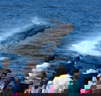 Tangalooma Island Resort Whale Watching Day Cruise - Accommodation NT