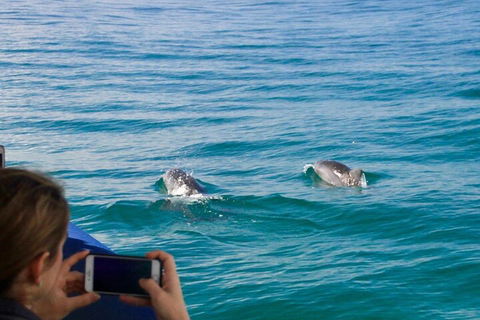 Julian Rocks Byron Bay Cruise - Accommodation NT 1