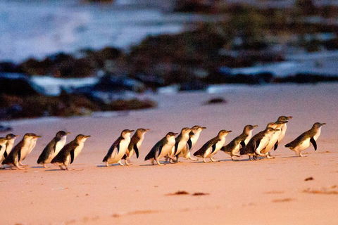Small-Group Phillip Island Day Trip From Melbourne With Penguin Plus Viewing - Accommodation NT 4