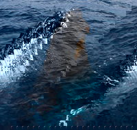 Phillip Island Whale Watching Tour - Accommodation NT