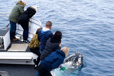 Phillip Island Whale Watching Tour - Accommodation NT 1