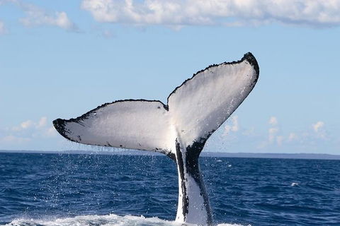 Phillip Island Whale Watching Tour - Accommodation NT 3