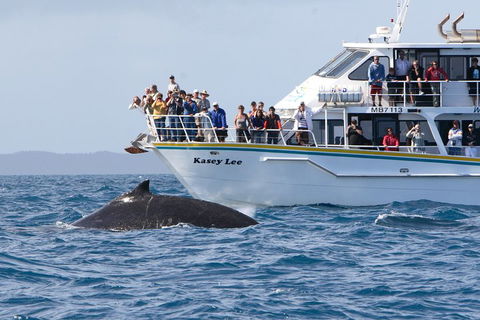 Phillip Island Whale Watching Tour - Accommodation NT 4