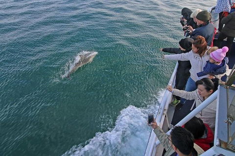 Phillip Island Whale Watching Tour - Accommodation NT 5