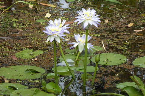 Yellow Water Cruise - Kakadu - Accommodation NT 0
