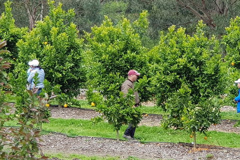 Dandenong Ranges And Rayners Orchard Tour From Melbourne - Accommodation NT 2
