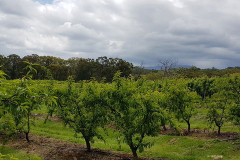 Yarra Valley Wineries And Rayners Orchard Tour From Melbourne - Accommodation NT 4