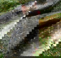 1-Hour Tasmanian Devil Feeding Day Tour at Cradle Mountain - Accommodation NT