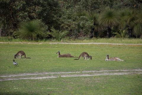 Yanchep & Lancelin - Wildlife, Cave And Sands - Accommodation NT 0