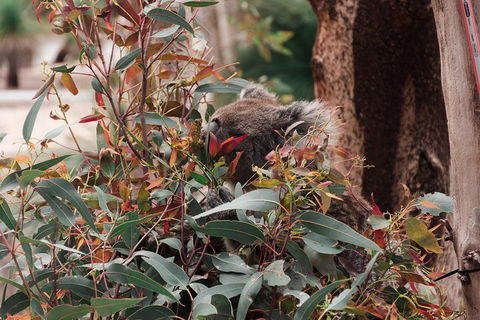 Yanchep & Lancelin - Wildlife, Cave And Sands - Accommodation NT 1