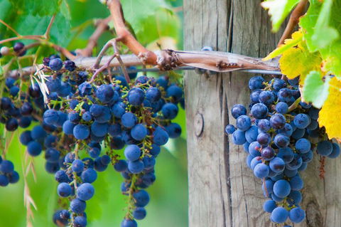 Yarra Valley, Dandenong Ranges Inc. Lunch With Wine,plus Morning Tea,chocolate - Accommodation NT 0