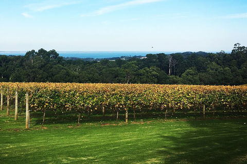 Yarra Valley Wine Tour Inc Lunch With A Glass Of Wine, Tastings And Chocolate - Accommodation NT 2