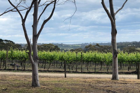 Yarra Valley Wine Tour Inc Lunch With A Glass Of Wine, Tastings And Chocolate - Accommodation NT 3