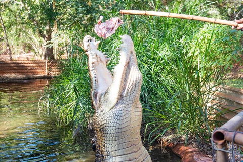 3 In 1 Tour: Matsoâ€™s Brewery, Broome Museum & Malcolm Douglas Crocodile Park - Accommodation NT 3