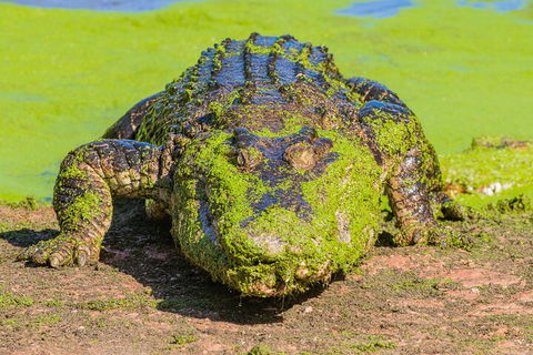 3 In 1 Tour: Matsoâ€™s Brewery, Broome Museum & Malcolm Douglas Crocodile Park - Accommodation NT 4