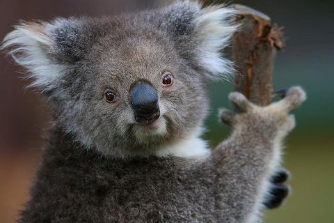 Yarra Valley Wildlife & Wine Day Tour From Melbourne With Healesville Sanctuary - Accommodation NT 2
