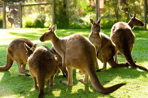 Yarra Valley Wildlife & Wine Day Tour From Melbourne With Healesville Sanctuary - Accommodation NT 4