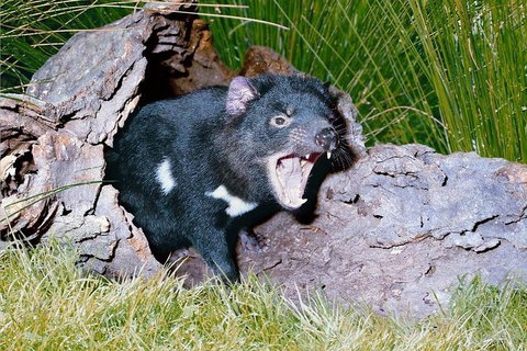 Private Blue Mountains Tour With Kangaroo And Koala Experience - Accommodation NT 0