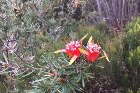 Private Blue Mountains Tour With Kangaroo And Koala Experience - Accommodation NT 4