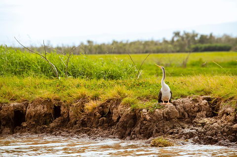 Darwin City Sights And Jumping Crocodile Cruise - Accommodation NT 2