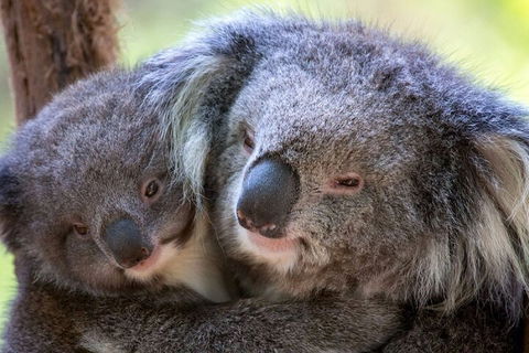 Half-Day Or Full-Day Tour With Private Guide From Melbourne - Accommodation NT 1
