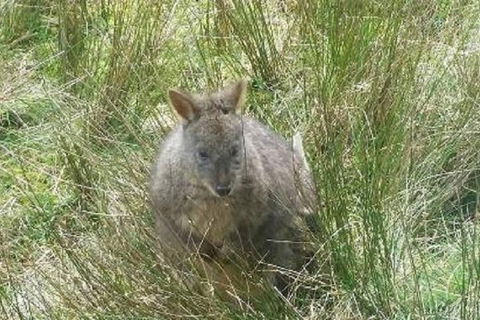 Leven Canyon Day Trip Including Wings Wildlife Park Or Gunns Plains Caves - Accommodation NT 3