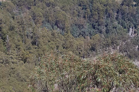 Leven Canyon Day Trip Including Wings Wildlife Park Or Gunns Plains Caves - Accommodation NT 4