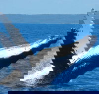 Mooloolaba Whale Watching Tour - Accommodation NT