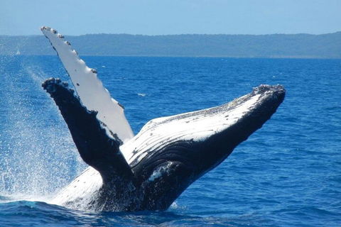 Mooloolaba Whale Watching Tour - Accommodation NT 0