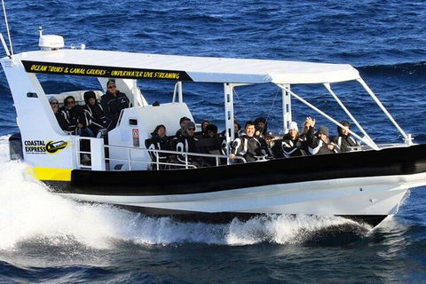 Mooloolaba Whale Watching Tour - Accommodation NT 1