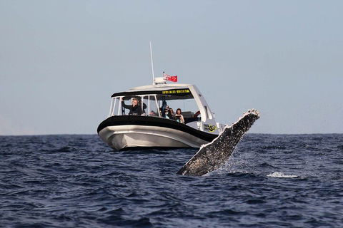 Mooloolaba Whale Watching Tour - Accommodation NT 3
