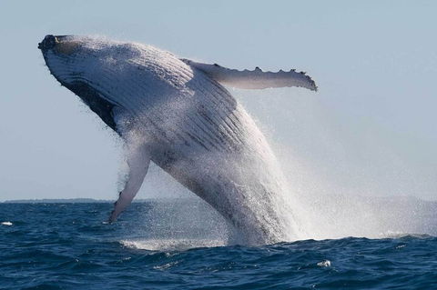 Mooloolaba Whale Watching Tour - Accommodation NT 4
