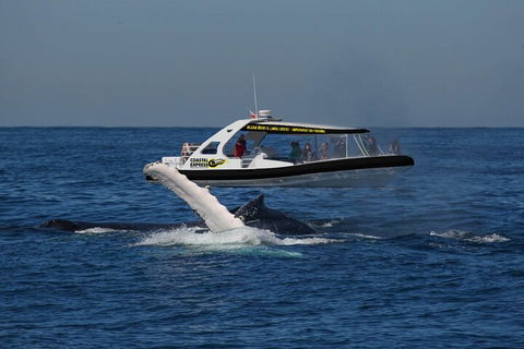 Mooloolaba Whale Watching Tour - Accommodation NT 5