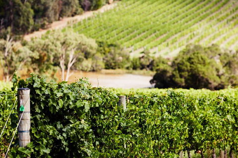 Yarra Valley Premium Tour Inc Lunch And Cheese, Chocolate Fondue At Rochford - Accommodation NT 5